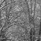 Ice Storm 2007_5