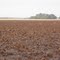 Potato field ready for harvest