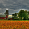 Farmers Fields Sanborn NY