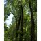hueston woods old growth sugar maple