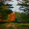 Country Road Near Arnot, PA - Fall Colors