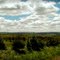 Tree Farm near Arnot