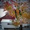 Hilfiger Sugar Maple