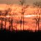 Trees at Twilight
