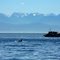 The Olympics looming over the straits of Juan de Fuca
