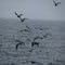 Flying Away