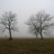 Cow pasture in fog