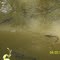 Peach Creek Catfish