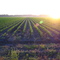 Sunrise over cornfield