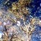 cottonwood reflected in pool