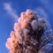 desert broom and moon at sunset