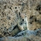 Squirrel, Santa Catalina Mountains, Arizona