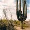 ARIZONA - DESERT FOOTHILLS