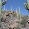 Saguaros in the Tucson Mountains
