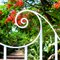 Royal Poinciana Wave