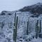 Desert Snow