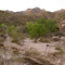 Spring Foliage - Sabino Canyon, Tucson, AZ