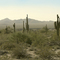Saguaros near Tuscon (AZ)