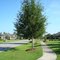 Quiet Streets in Windswept Estates
