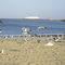 Cabrillo Beach gulls