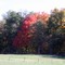 red tree