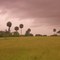 Palmetto Tribute