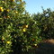 Plant Science Research and Education Unit at Citra