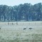 Sandhill Cranes Foraging at the Plant Science Research and Education Center
