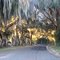 draping moss at sunset, 105th Ave nw, Shiloh Fla (10-22-2011)