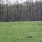Wild Turkey in a Kentucky Spring setting