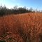 Winter Grasses