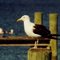 Kelp Gull, Sandgates, MD. oct1,1999