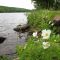 Canada Anemone  _Anemone canadensis_ on St Croix Riverbank