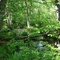Swamp in Interstate State Park, WI