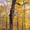 The Enduring Oak 1