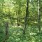 Jul 2006 - St. Croix Falls, Wisconsin. Lush summer woods in Interstate State Park.