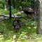 Part Of A Flock Of Wild Turkeys