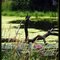 Summer on Jerusalem Pond