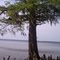 Spanish Moss Cypress on the Neusiok Trail