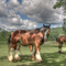 Long Valley Farm