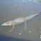 Gator on Swamp Tour