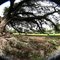 oak roots