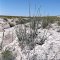 Ocotillo