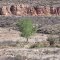 Young Cottonwood