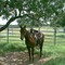 Ranch Horse