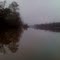 gator in background