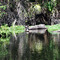Some of the turtles along the river