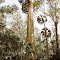 Oldest Tree in Florida "The Senator" Big Tree Park (Longwood, Florida) By: Lisa Boccanera