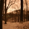 Snowy Woods at Night