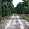 Yellow Trail (Road)